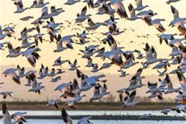 Migratory Birds  Find Haven in Wullar
